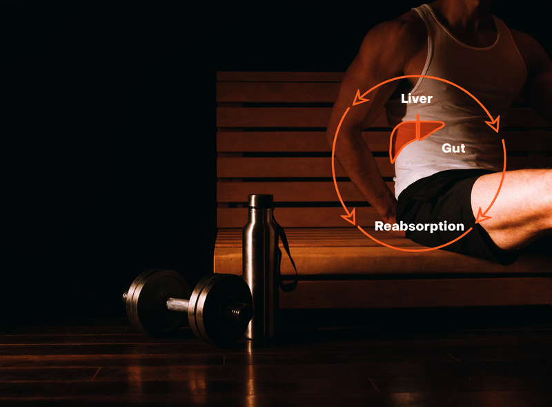Your Liver Dumps. Your Gut Reabsorbs. Your Recovery Pays for It.