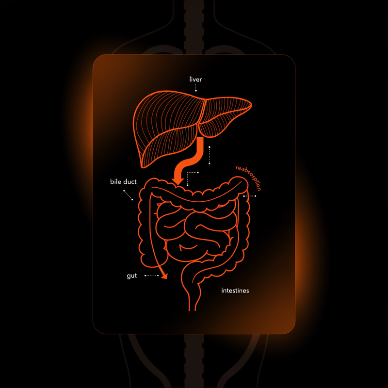 Your Liver Does the Real Work. A Binder Decides Whether It Sticks.