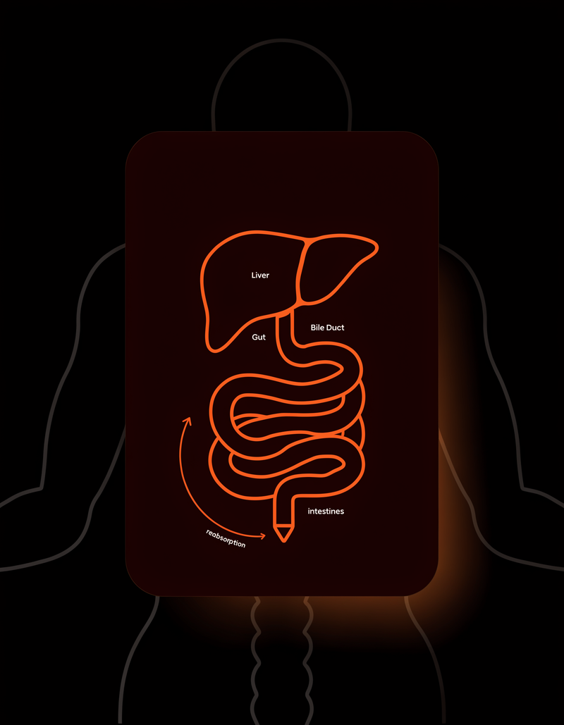 Your Liver Does the Real Work. A Binder Decides Whether It Sticks.