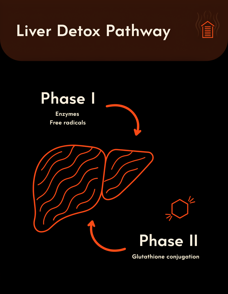 Two-Phase Detox Runs Through an Organ That's Already Stretched Thin