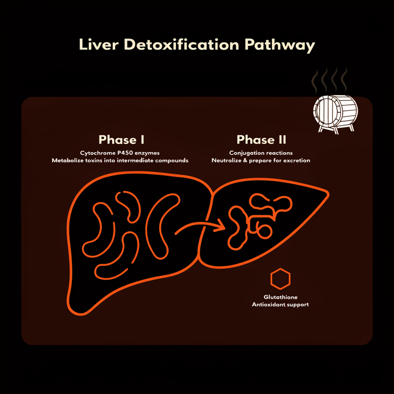 Two-Phase Detox Runs Through an Organ That's Already Stretched Thin