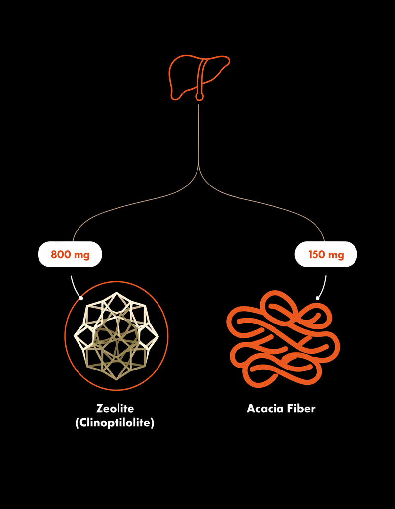 Two Binding Mechanisms for the Two Things Your Liver Sends Downstream
